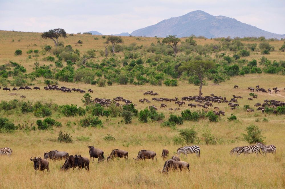 マサイマラ国立保護区
