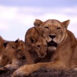 ケニアのライオン家族