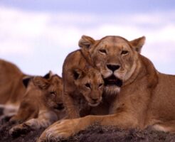 ケニアのライオン家族