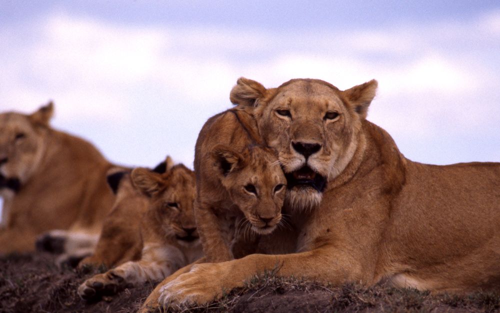 ケニアのライオン