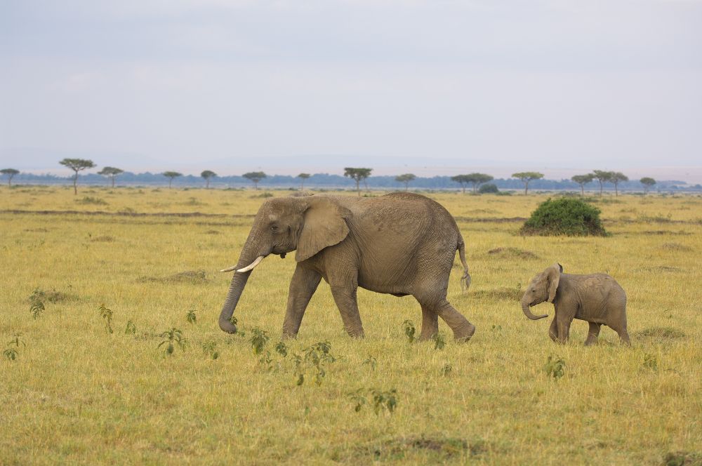 マサイマラのゾウ