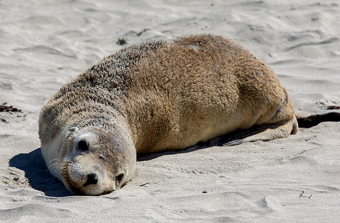 オーストラリアのガラパゴス？「カンガルー島」