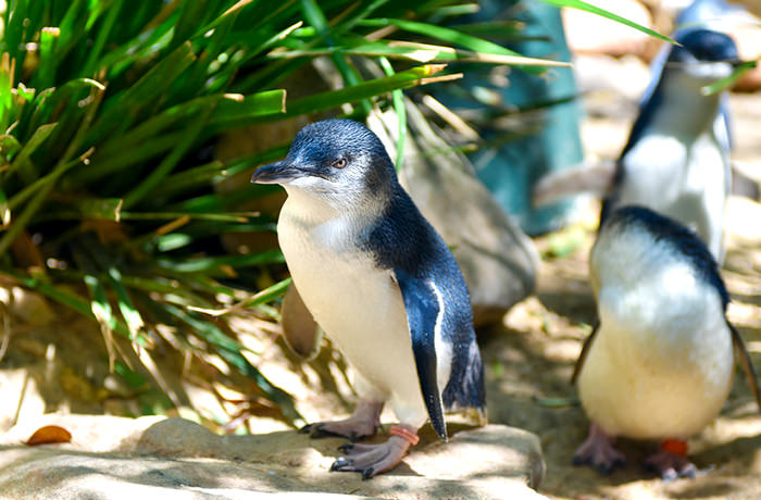 ペンギン好きにはたまらない「フィリップ島」