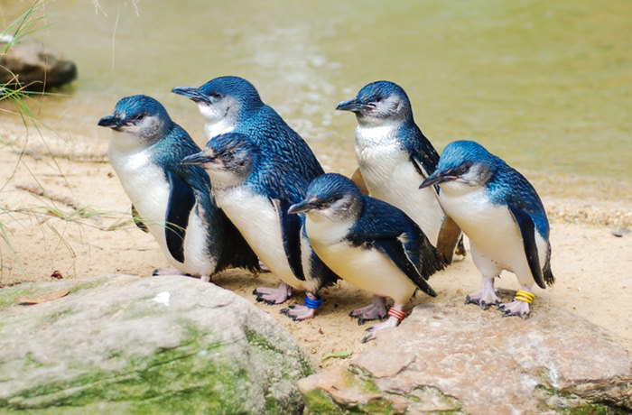 世界一小さいペンギン「フェアリーペンギン」のパレード