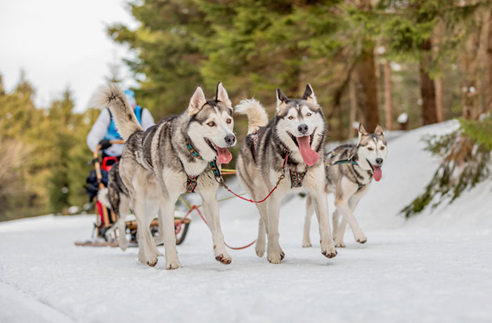 シベリアンハスキーが引く犬ぞり