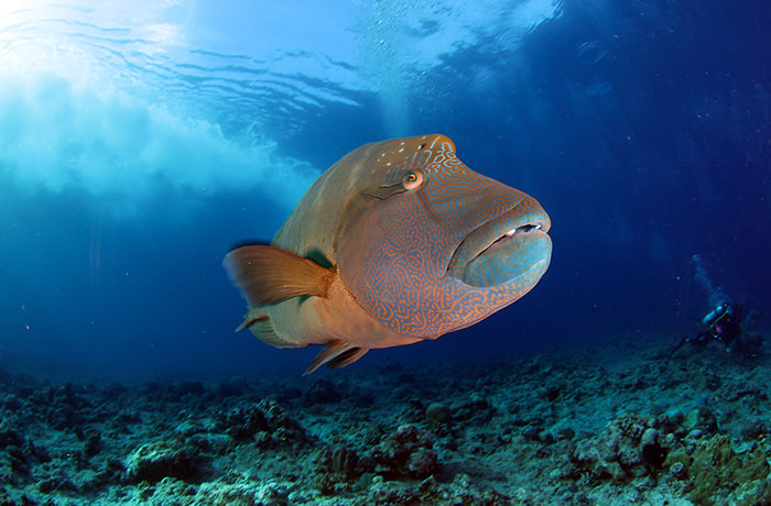 ダイビングがメインなら見たい魚の時期を狙う