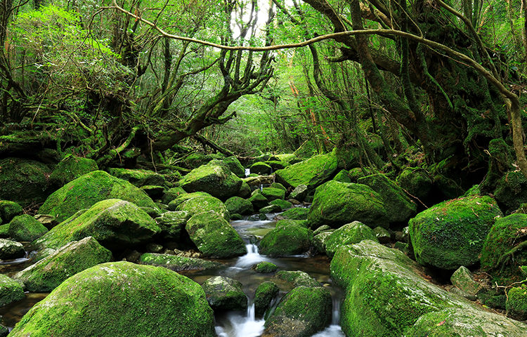 屋久島（鹿児島）